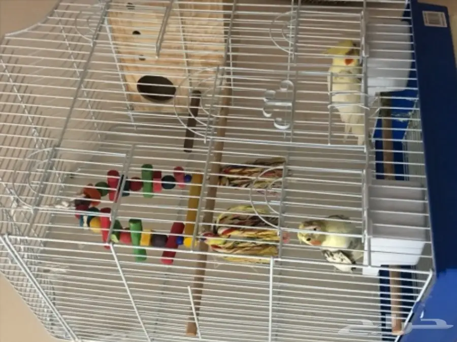 كروان للبيع (image 4)