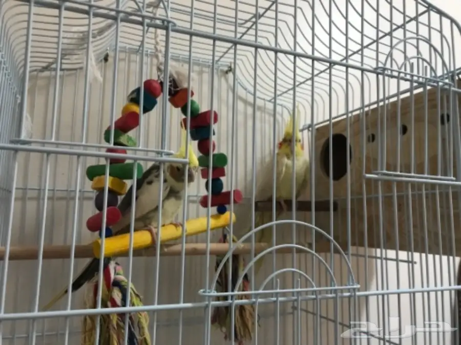 كروان للبيع (image 5)