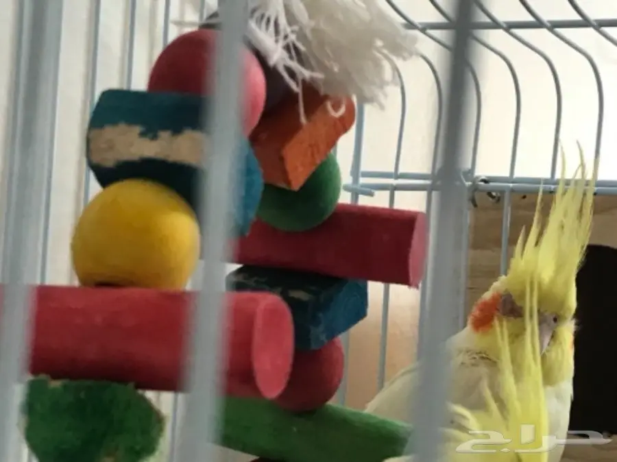 كروان للبيع (image 6)