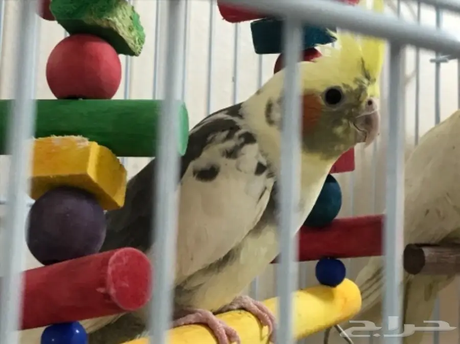 كروان للبيع (image 7)