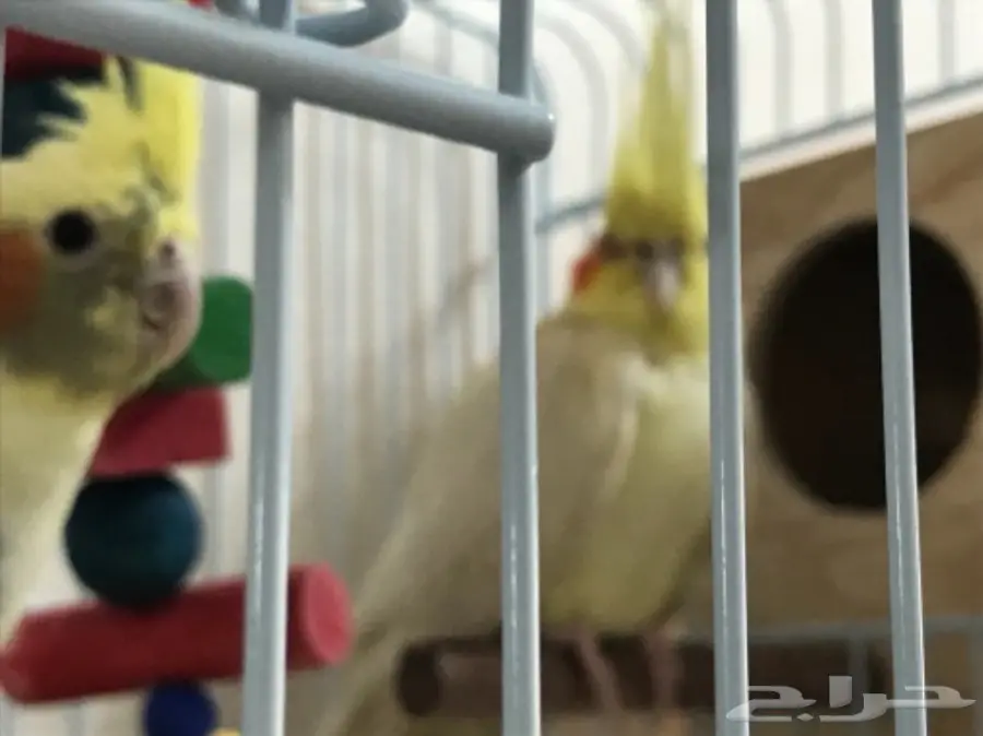 كروان للبيع (image 8)