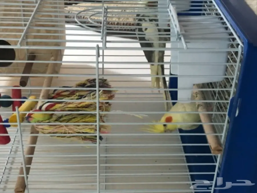 كروان للبيع (image 9)