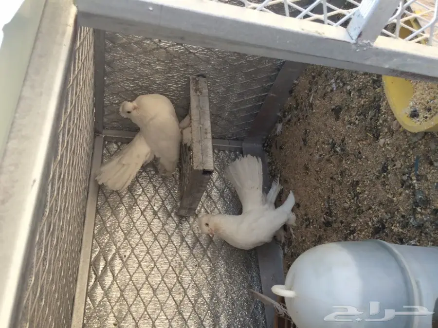 اجواز حمام منتجه