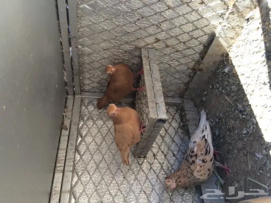 اجواز حمام منتجه (image 1)