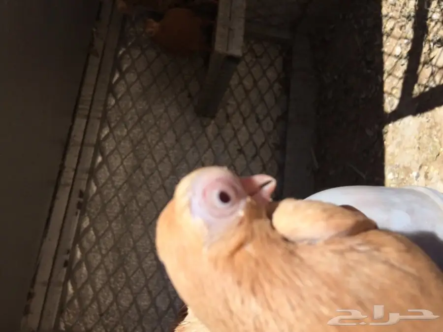 اجواز حمام منتجه (image 2)