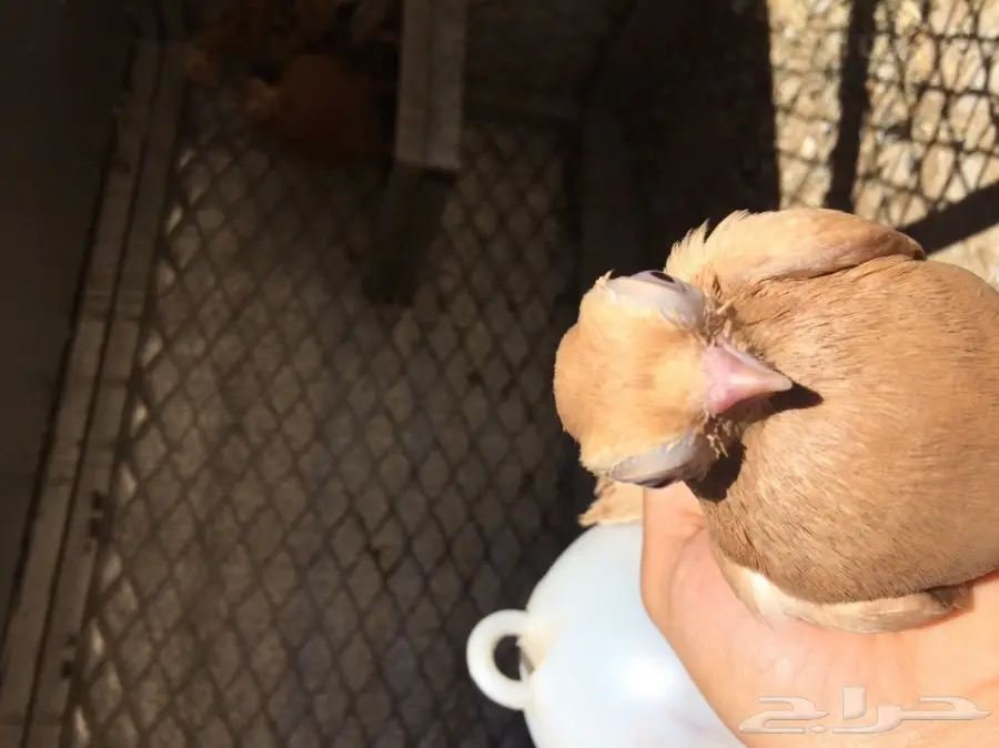 اجواز حمام منتجه (image 3)