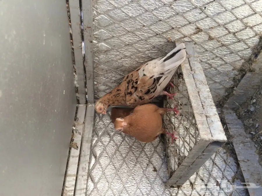 اجواز حمام منتجه (image 4)