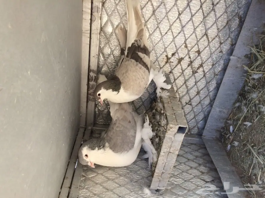 اجواز حمام منتجه (image 5)