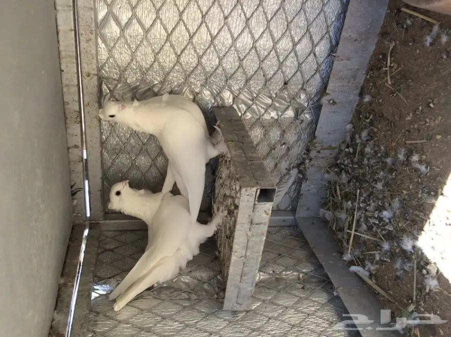 اجواز حمام منتجه (image 6)