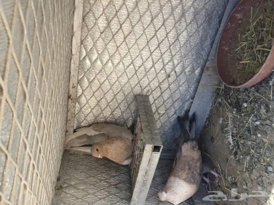 اجواز حمام منتجه (image 7)