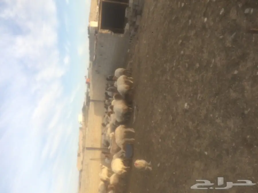 غنم نعيمي للبيع 