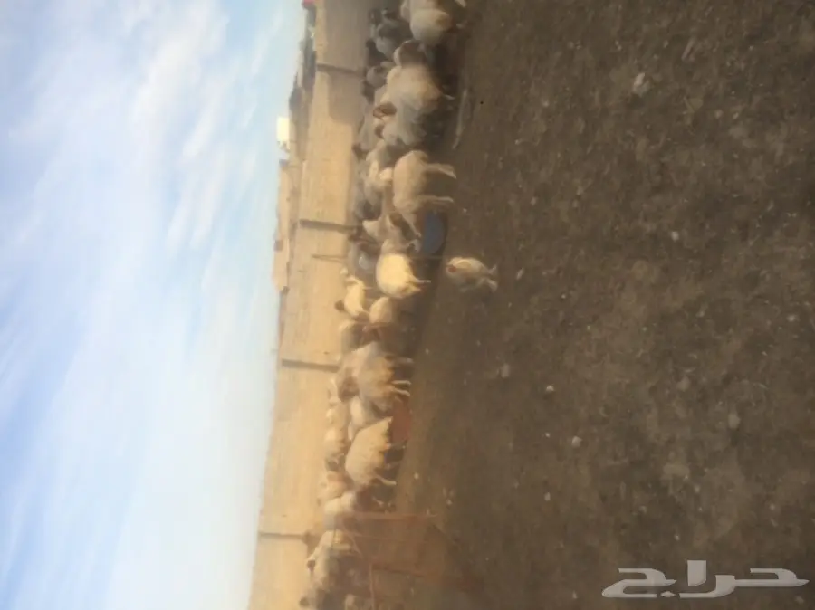 غنم نعيمي للبيع  (image 1)