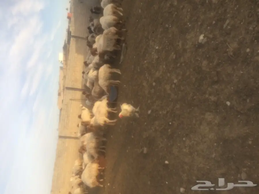 غنم نعيمي للبيع  (image 2)