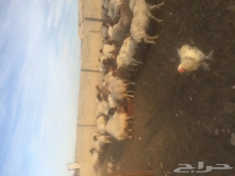 غنم نعيمي للبيع  (image 3)