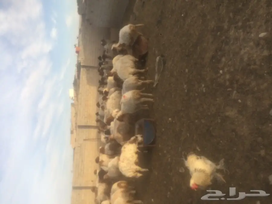 غنم نعيمي للبيع  (image 4)