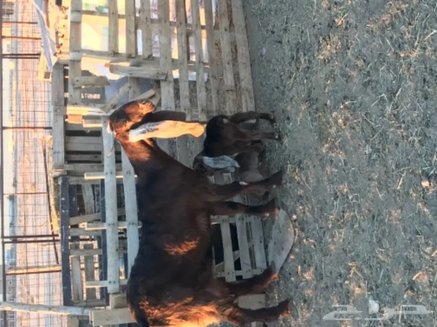 الودامي عنز ثنيه هولنديه تحتها تيس وجفره 