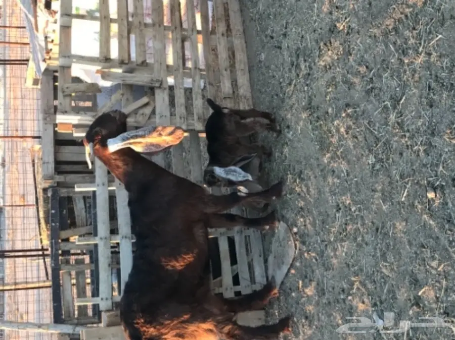 الودامي عنز ثنيه هولنديه تحتها تيس وجفره  (image 1)