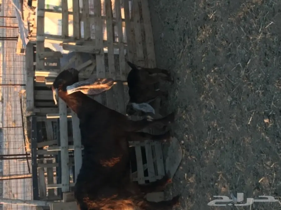 الودامي عنز ثنيه هولنديه تحتها تيس وجفره  (image 2)