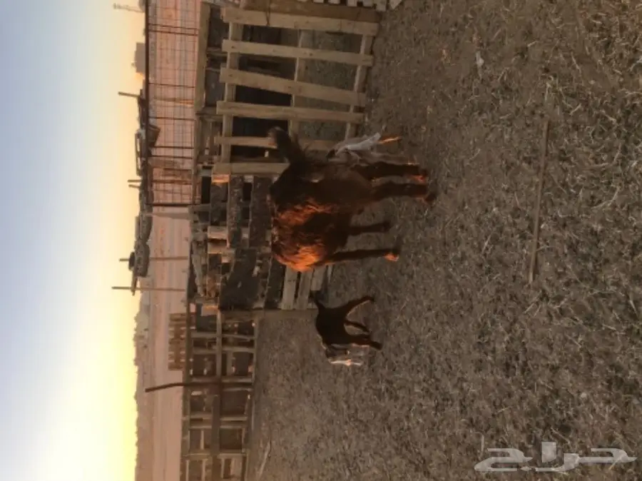 الودامي عنز ثنيه هولنديه تحتها تيس وجفره  (image 3)