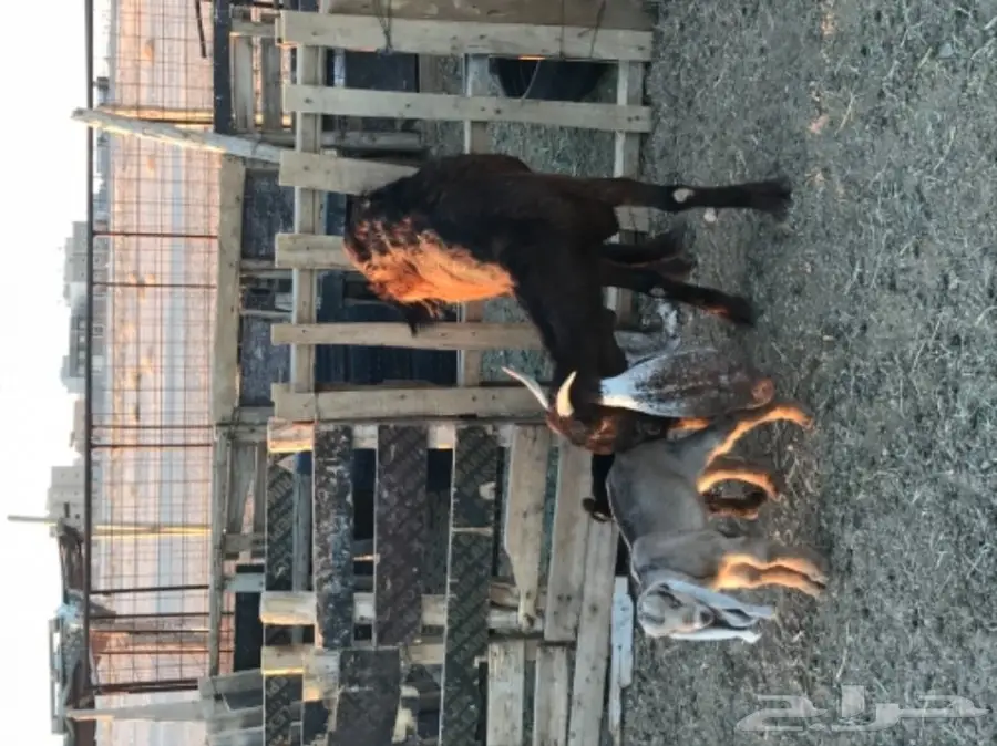 الودامي عنز ثنيه هولنديه تحتها تيس وجفره  (image 4)