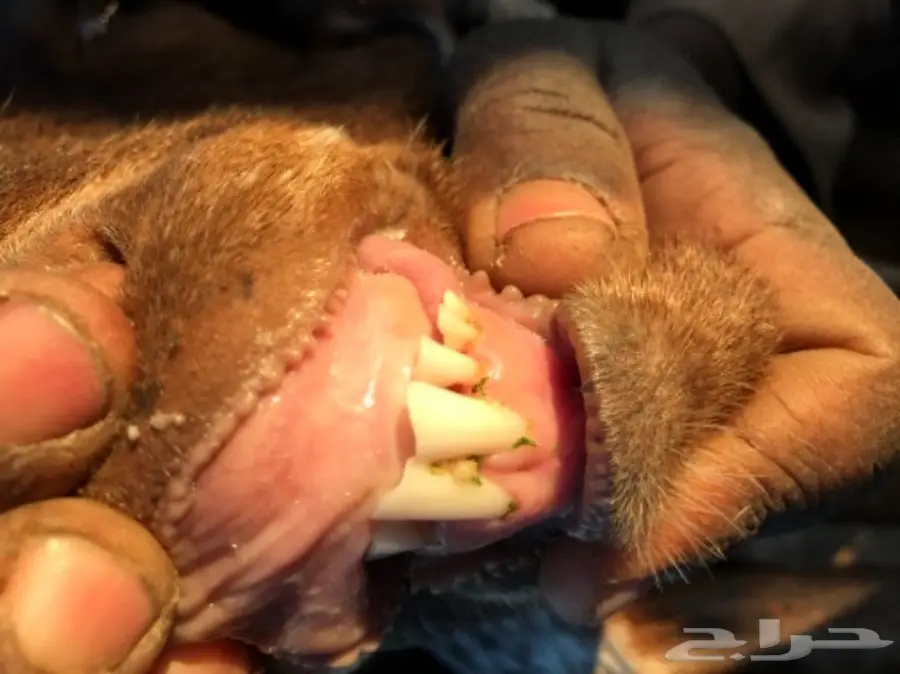 الودامي عنز ثنيه هولنديه تحتها تيس وجفره  (image 6)