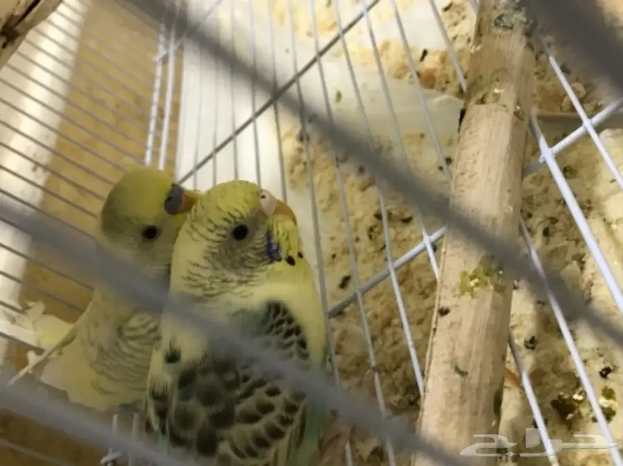 للبيع بادجي (image 1)