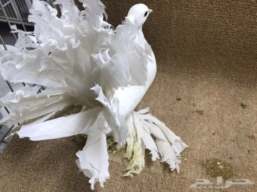 فهامة الرقاص الهندي