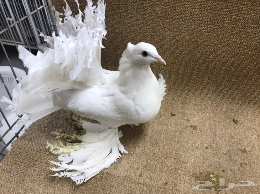 للبيع: جاموسة رقاص هندية أصيلة - فرصة لا تعوّض! (image 1)