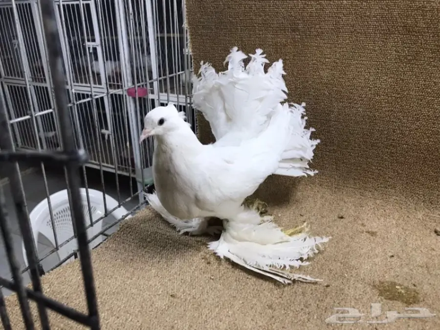 للبيع: جاموسة رقاص هندية أصيلة - فرصة لا تعوّض! (image 4)