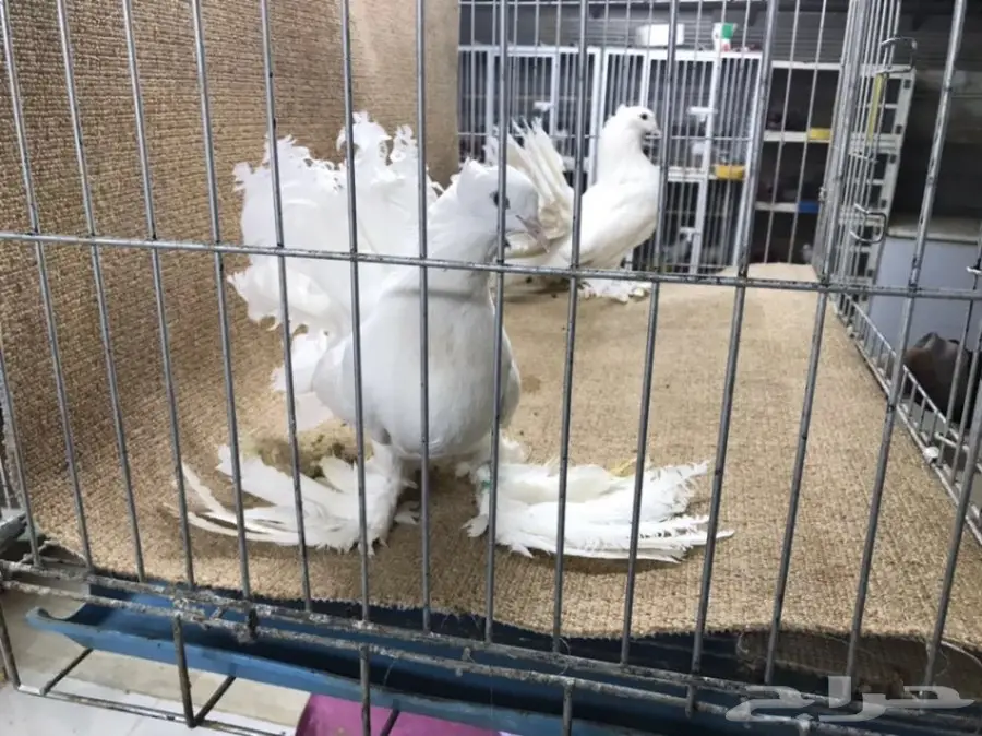 للبيع: جاموسة رقاص هندية أصيلة - فرصة لا تعوّض! (image 5)