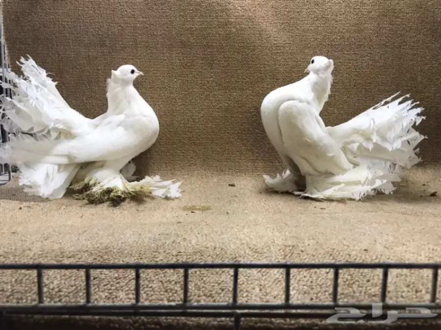 للبيع: جاموسة رقاص هندية أصيلة - فرصة لا تعوّض! (image 6)