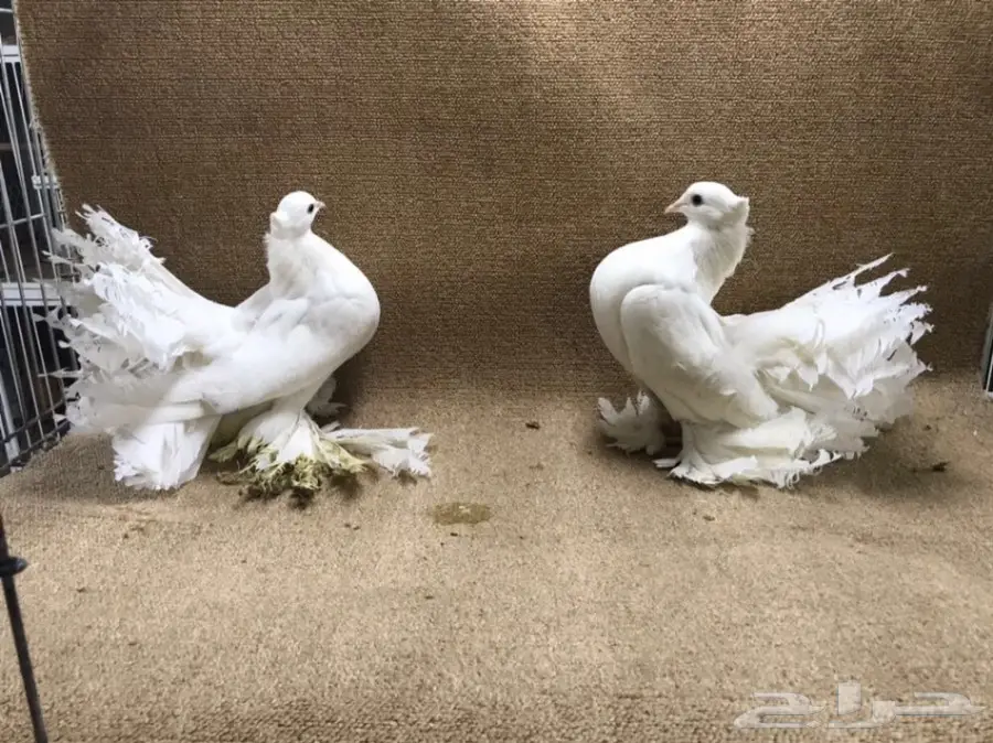 للبيع: جاموسة رقاص هندية أصيلة - فرصة لا تعوّض! (image 7)