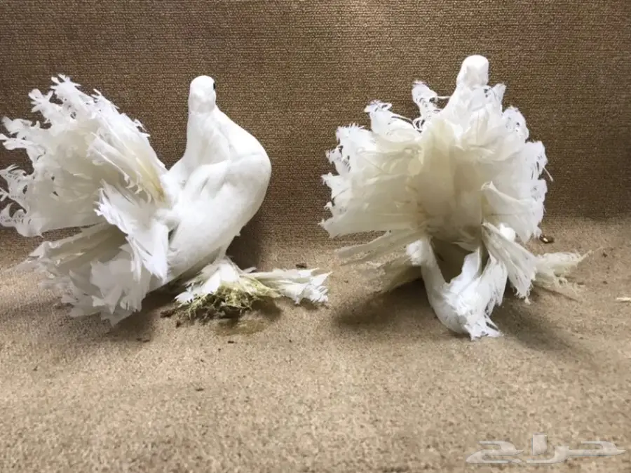 للبيع: جاموسة رقاص هندية أصيلة - فرصة لا تعوّض! (image 9)