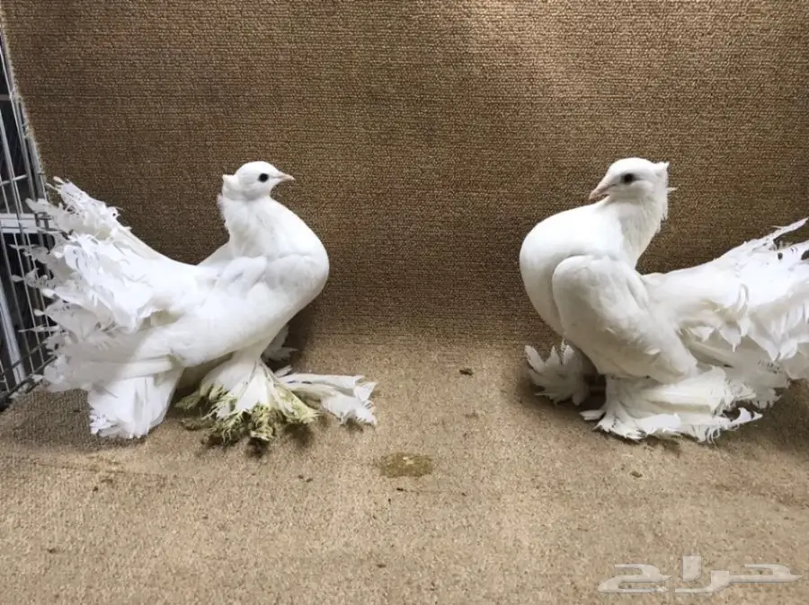 للبيع: جاموسة رقاص هندية أصيلة - فرصة لا تعوّض! (image 11)