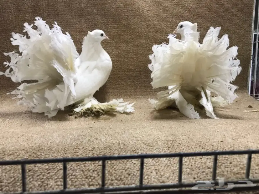 للبيع: جاموسة رقاص هندية أصيلة - فرصة لا تعوّض! (image 12)