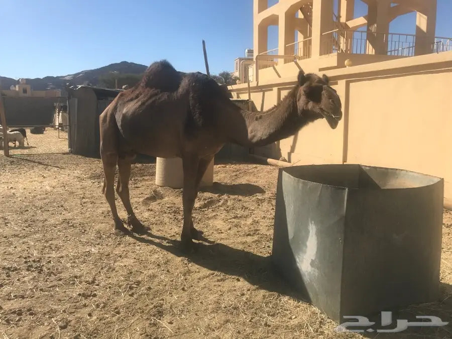 ناقه ام ثاني (image 1)