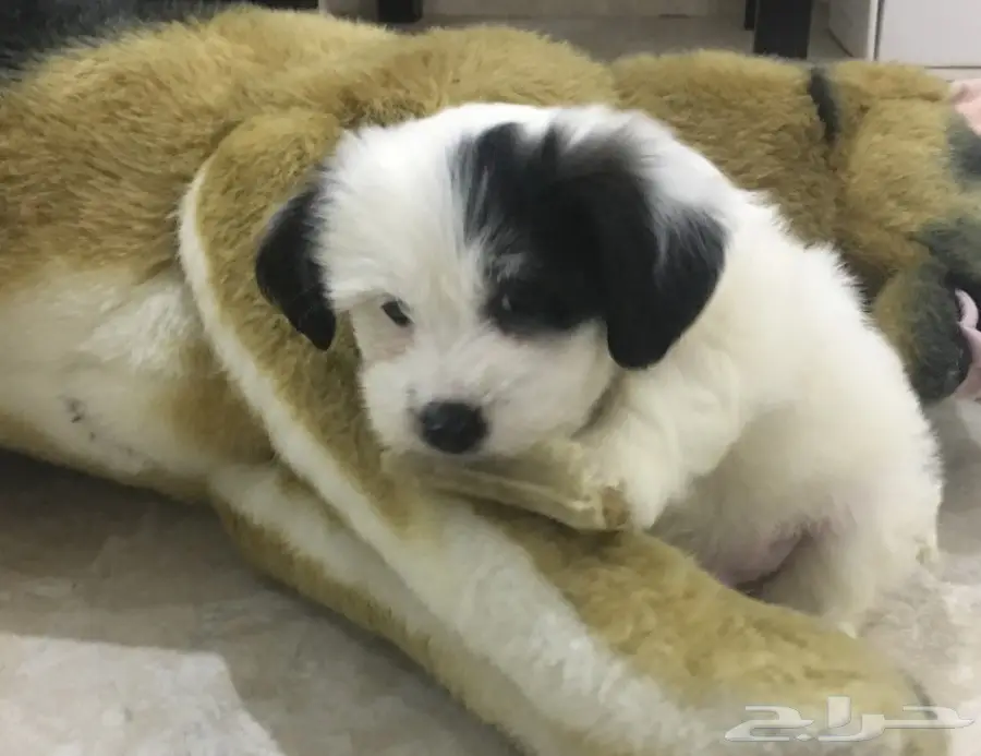 كلب مالتيز - Maltese Dog