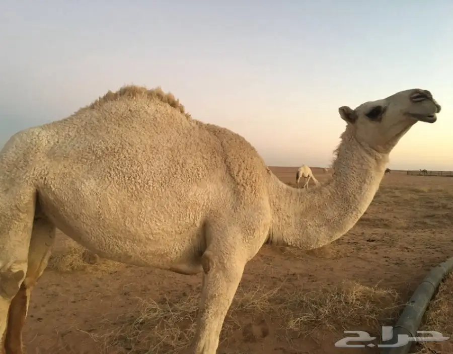 بكره وضحا للبيع  (image 2)