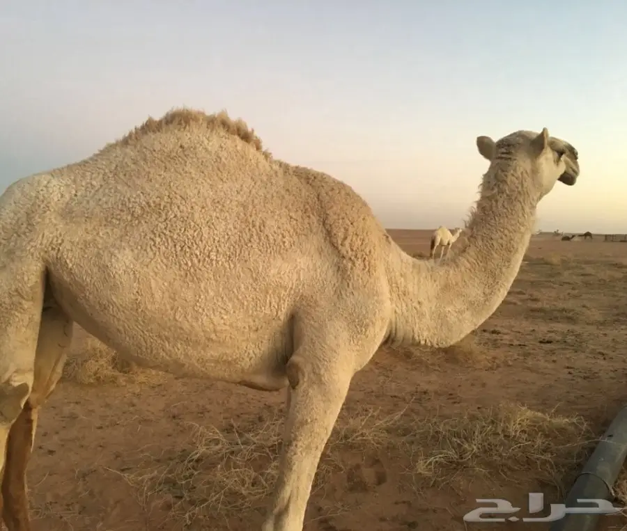 بكره وضحا للبيع  (image 3)