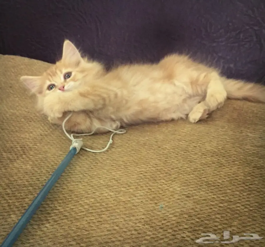 قطه شيرازيه صغيره بسعر منافس 250 ريال