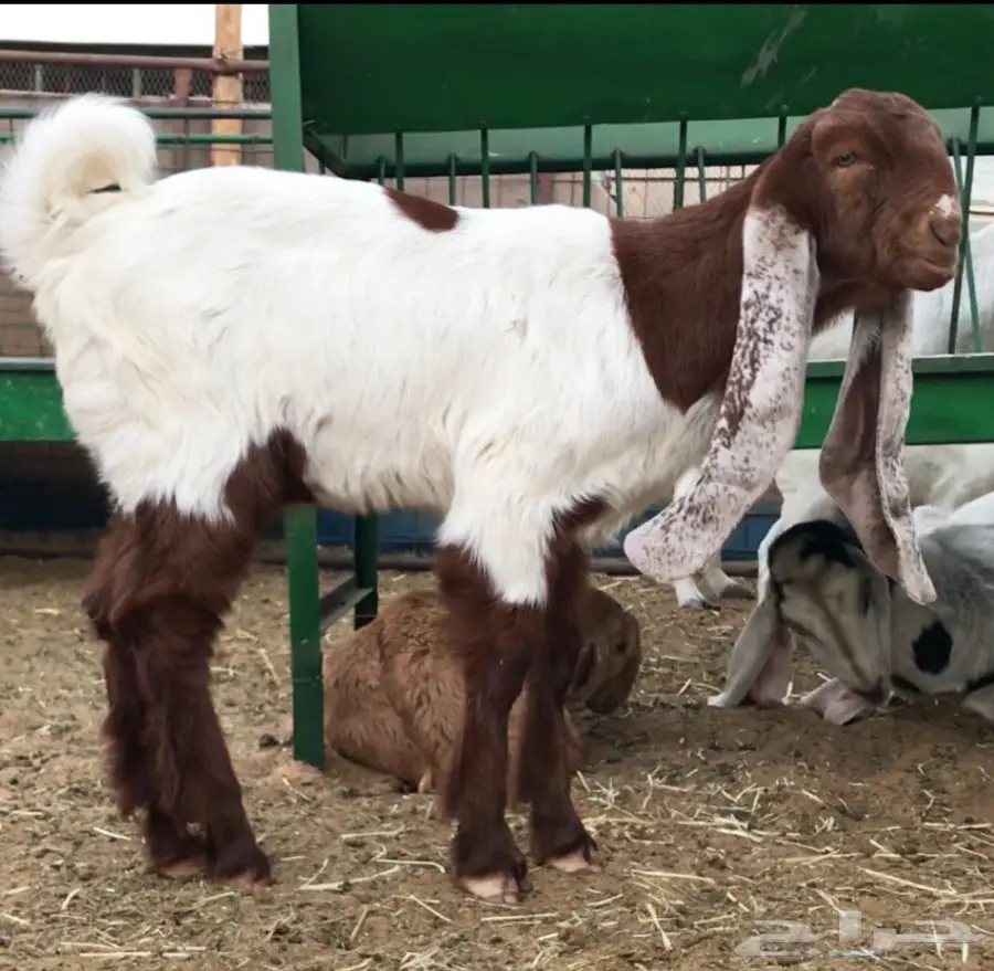 مشروع فحل كايف