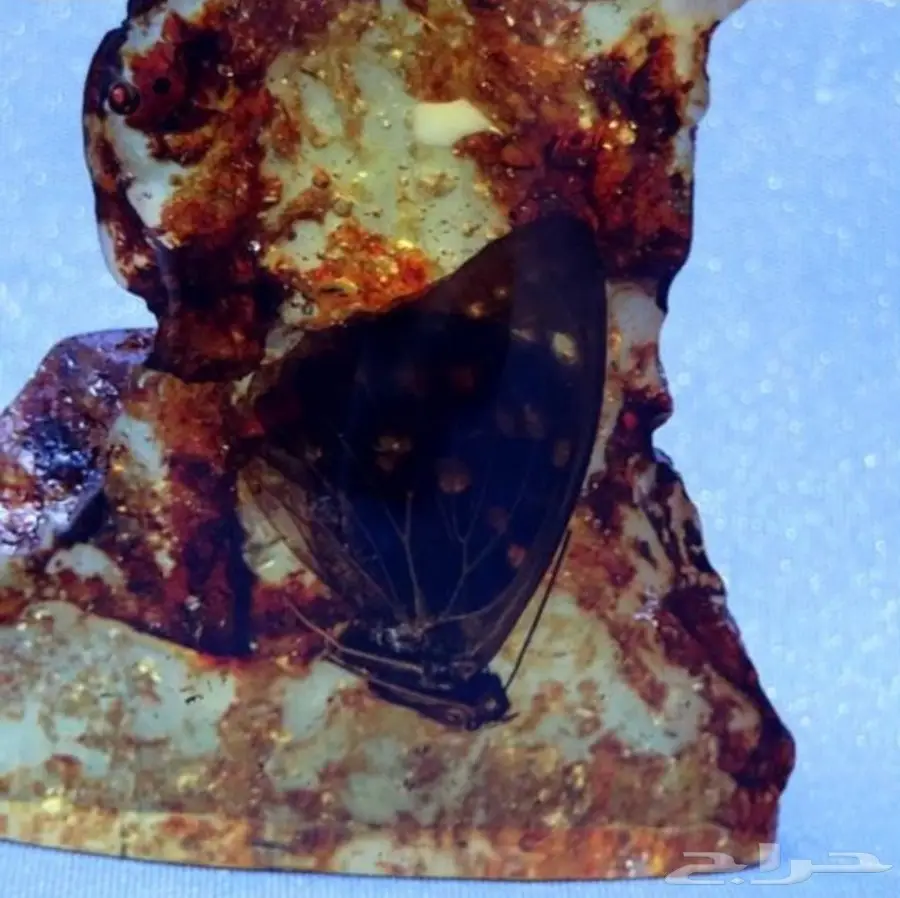 كهرمان طبيعي بداخله فراشه محنطه 