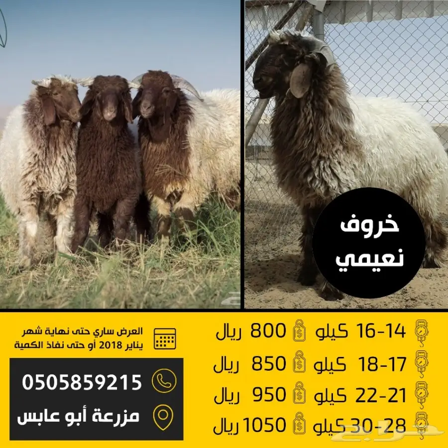 عروض خاصة على المواشي (image 2)