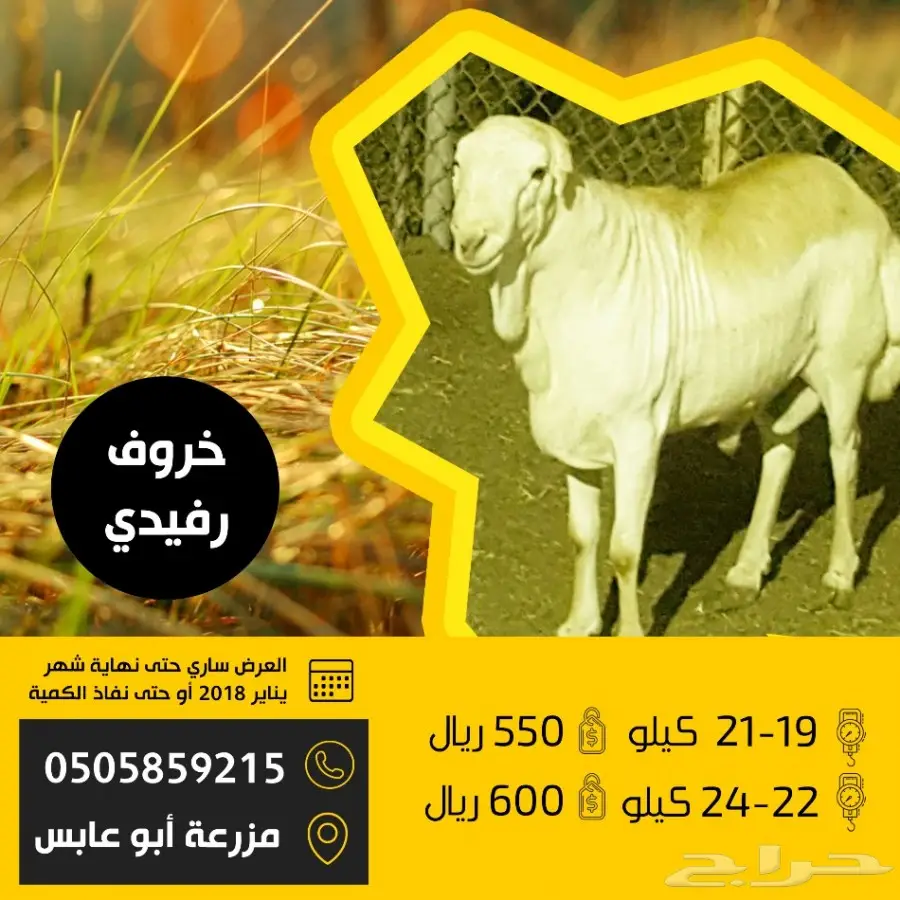 عروض خاصة على المواشي (image 3)