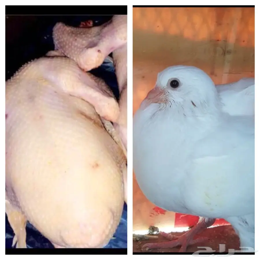 فروخ حمام فرنسي طعم ولا الذ  