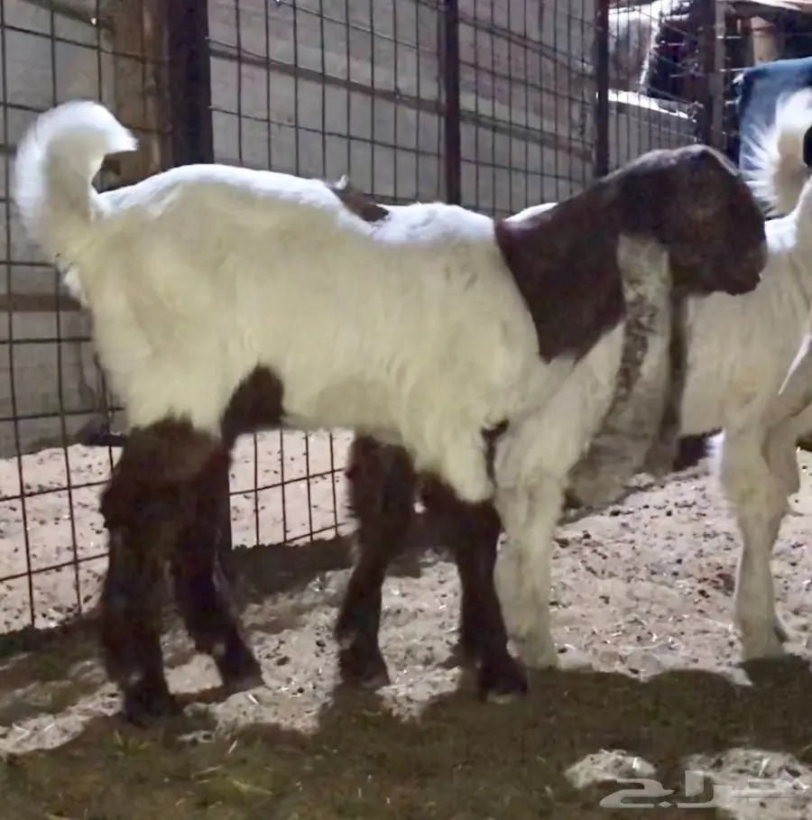 مشروع فحل كايف (image 1)