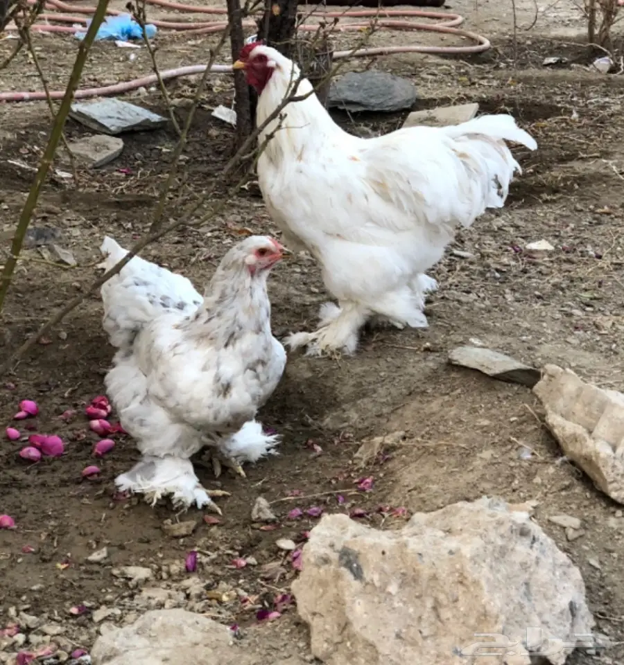 ديك ودجاجه براهما (image 1)