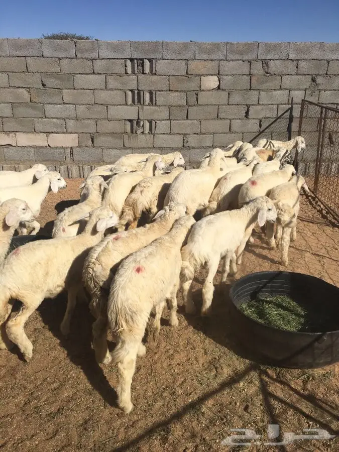 القصيم - جنوب غرب الرس  (image 3)