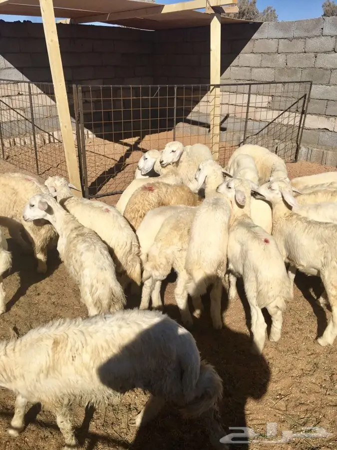 القصيم - جنوب غرب الرس  (image 6)