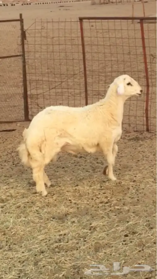 فحل حري مشروط للبيع - فرصة لا تُفوّت! (image 1)